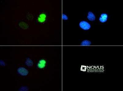 Immunocytochemistry/Immunofluorescence: Histone H3 [Monomethyl Lys4, p Thr6] Antibody [NB21-1037] - Staining of H3K4me1/pT6 in HeLa cells with FITC (green). Nuclei were counterstained with DAPI (blue).